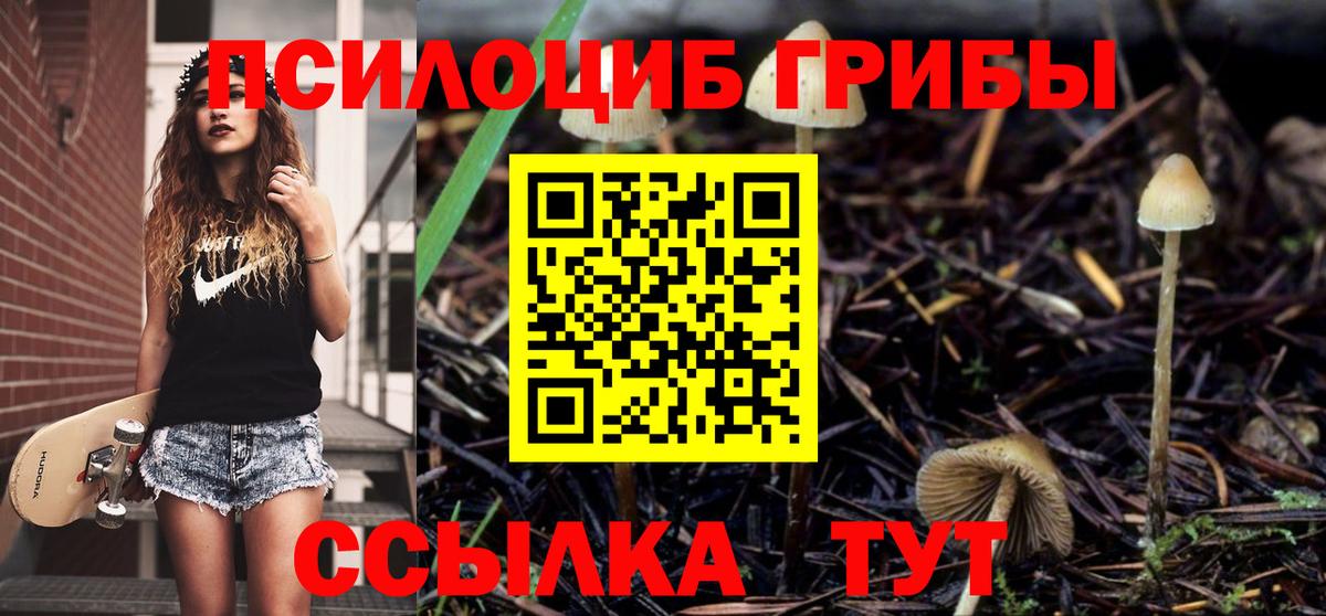 Галлюциногенные грибы Psilocybe Советская Гавань